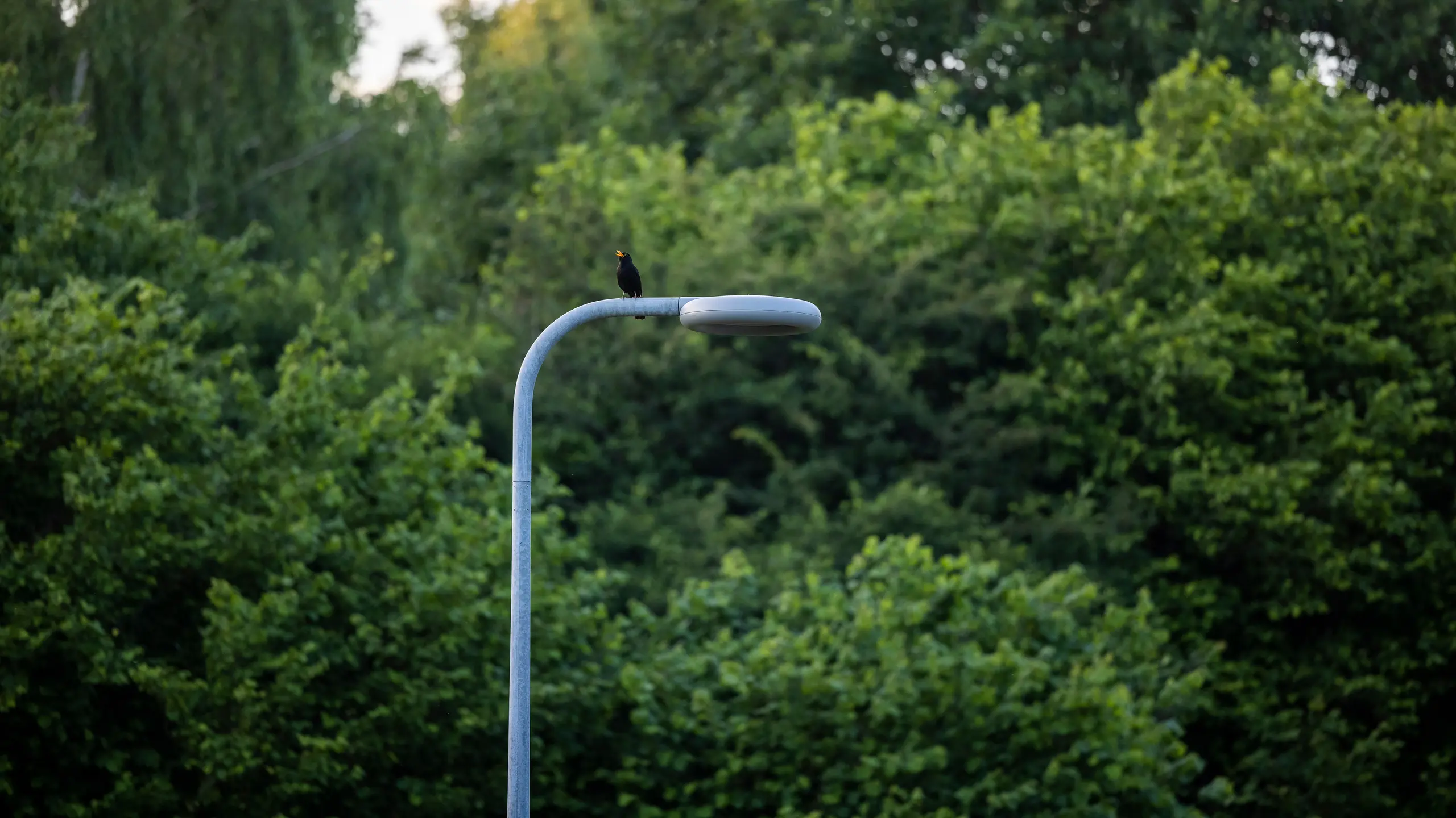 Street light fixture MIRUM L1400 in daylight with a blackbird